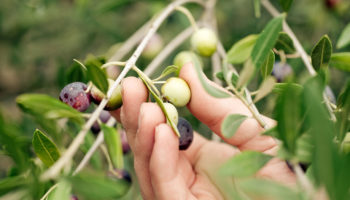 Harvesting olives by hand